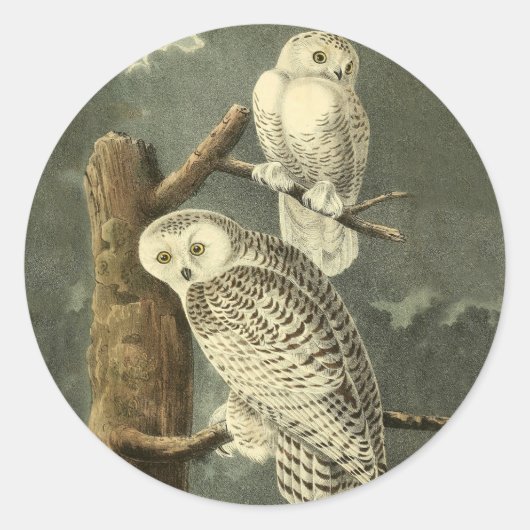 Snowy Owl Audubon Bird Artwork Runder Aufkleber (Vorderseite)