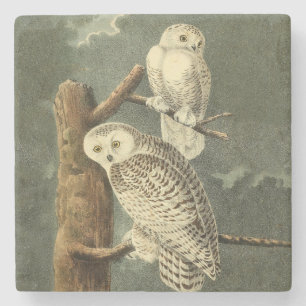 Snowy Owl Audubon Bird Artwork Steinuntersetzer