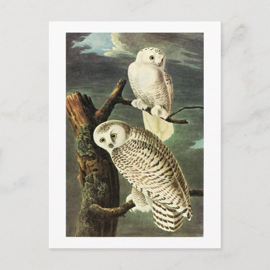 Snowy Owl - Audubon Vintage Vögel Amerika Postkarte (Vorderseite)