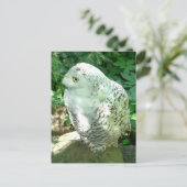 Snowy Owl Bird Postkarte (Stehend Vorderseite)