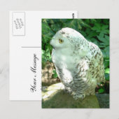 Snowy Owl Bird Postkarte (Vorne/Hinten)