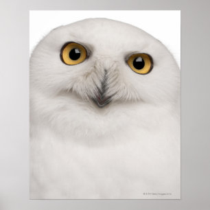 Snowy Owl (Bubo scandiacus) ist eine große Eule Poster