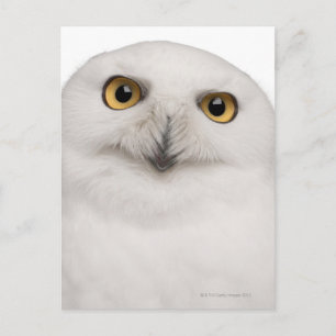 Snowy Owl (Bubo scandiacus) ist eine große Eule Postkarte