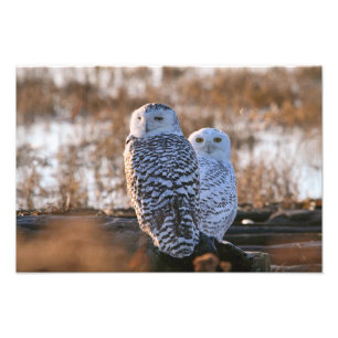 Snowy Owl Couple Fotodruck