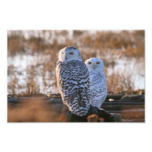 Snowy Owl Couple Fotodruck (Vorne)