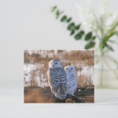 Snowy Owl Couple Postkarte (Stehend Vorderseite)