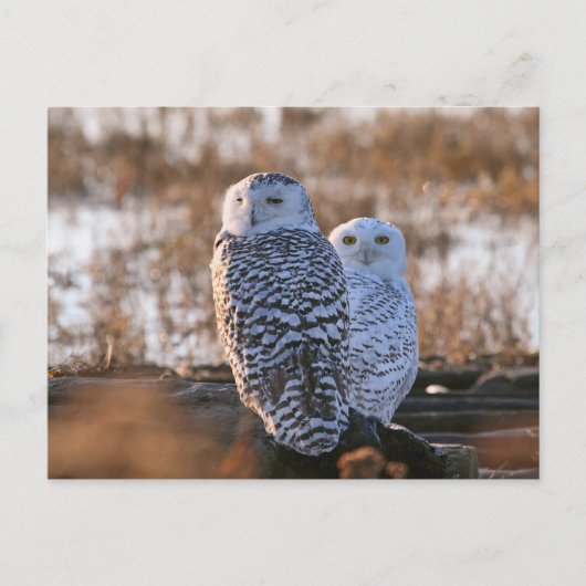 Snowy Owl Couple Postkarte (Vorderseite)