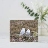 Snowy Owl Couple Postkarte (Stehend Vorderseite)