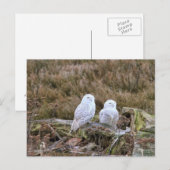 Snowy Owl Couple Postkarte (Vorne/Hinten)