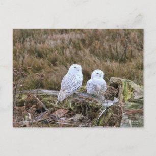 Snowy Owl Couple Postkarte