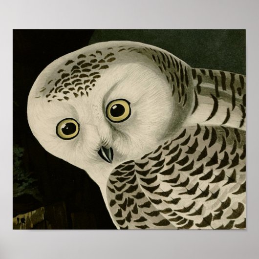 Snowy Owl (Detail) Audubon Fine Birds America Poster (Vorne)
