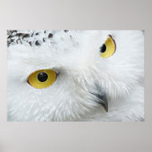 SNOWY OWL EYES POSTER (Vorne)