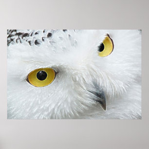 SNOWY OWL EYES POSTER