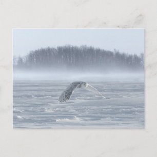 Snowy Owl Flying In Winter Postkarte