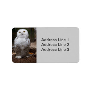 Snowy Owl Foto Label Adressaufkleber