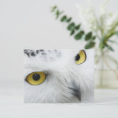 Snowy Owl Foto Postcard Postkarte (Stehend Vorderseite)