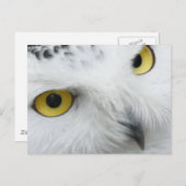 Snowy Owl Foto Postcard Postkarte (Vorne/Hinten)