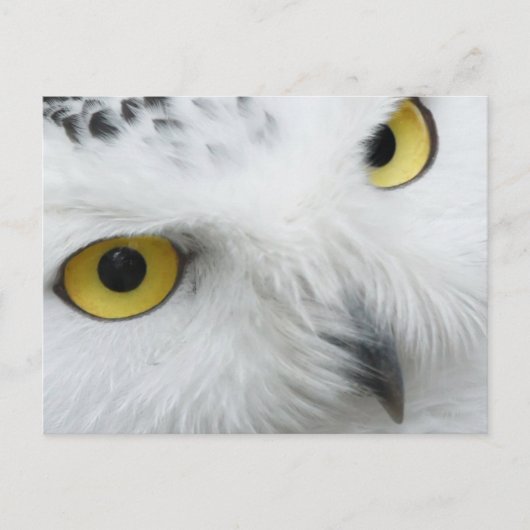 Snowy Owl Foto Postcard Postkarte (Vorderseite)