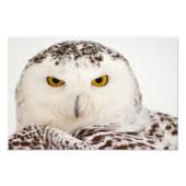 Snowy Owl Foto Print (Vorne)