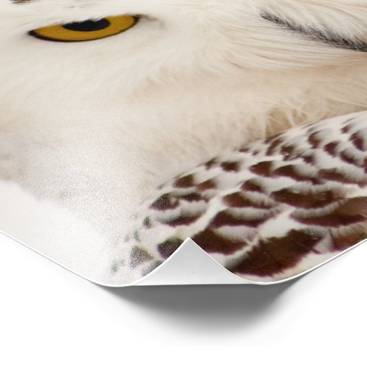 Snowy Owl Foto Print (Ecke)