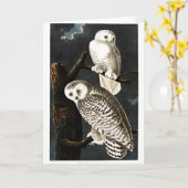Snowy Owl Illustration von Audubon Karte (Gelbe Blume)