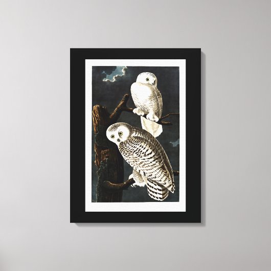 Snowy Owl Illustration von Audubon Leinwanddruck (Vorderseite)