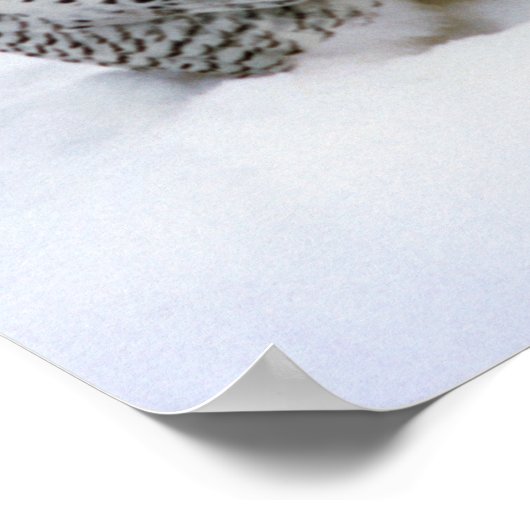 Snowy Owl im Schneeplakat Poster (Ecke)