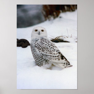 Snowy Owl im Schneeplakat Poster