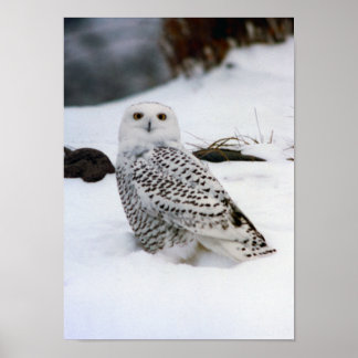 Snowy Owl im Schneeplakat Poster