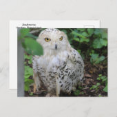 Snowy Owl im ZooAmerica Postkarte (Vorne/Hinten)