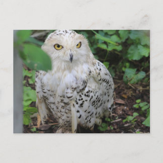 Snowy Owl im ZooAmerica Postkarte