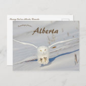 Snowy Owl in Albert Canada Postkarte (Vorne/Hinten)