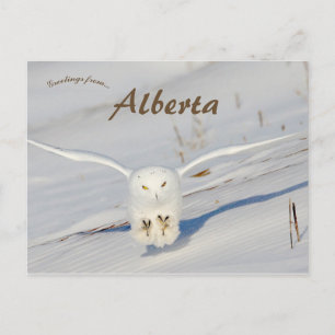 Snowy Owl in Albert Canada Postkarte