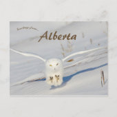 Snowy Owl in Albert Canada Postkarte (Vorderseite)