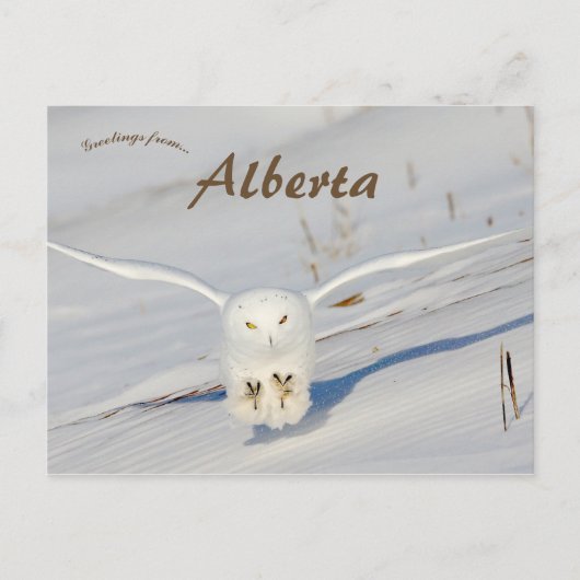 Snowy Owl in Albert Canada Postkarte (Vorderseite)