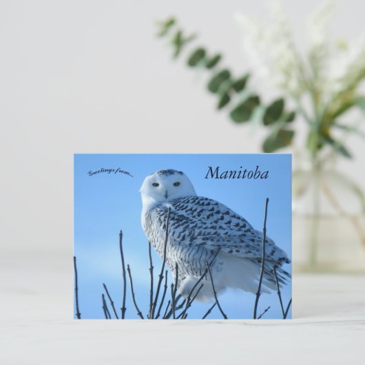 Snowy Owl in Manitoba Canada Postkarte (Stehend Vorderseite)