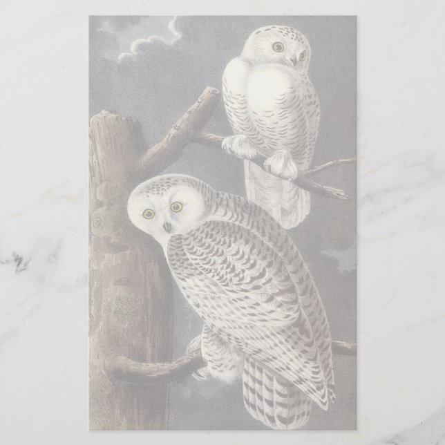 Snowy Owl, John Audubon (Vorderseite)