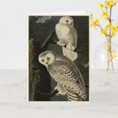 Snowy Owl, John James Audubons Vögel von Amerika Karte (Gelbe Blume)