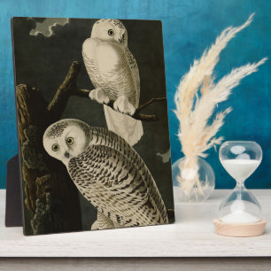 Snowy Owl, John James Audubons Vögel von Amerika P Fotoplatte