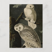 Snowy Owl, John James Audubons Vögel von Amerika Postkarte (Vorderseite)