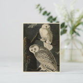 Snowy Owl, John James Audubons Vögel von Amerika Postkarte (Stehend Vorderseite)