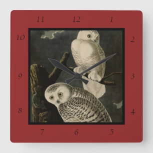 Snowy Owl, John James Audubons Vögel von Amerika Quadratische Wanduhr