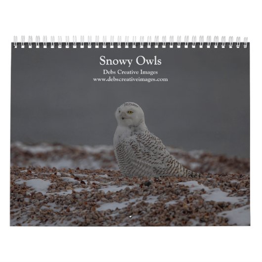 Snowy Owl Kalender 2026 (Titelbild)