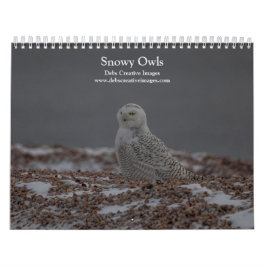 Snowy Owl Kalender 2026