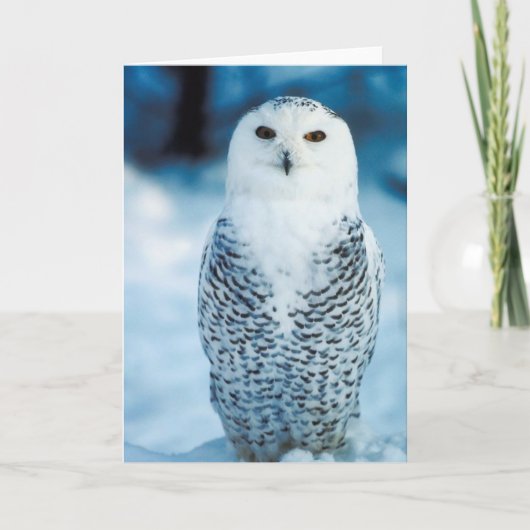 Snowy Owl Karte (Vorderseite)