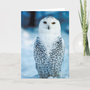 Snowy Owl Karte