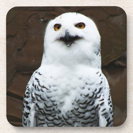 Snowy Owl Küste Getränkeuntersetzer (Vorderseite)