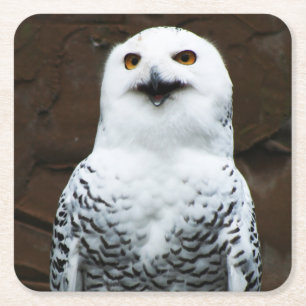 Snowy-Owl-Küste Rechteckiger Pappuntersetzer