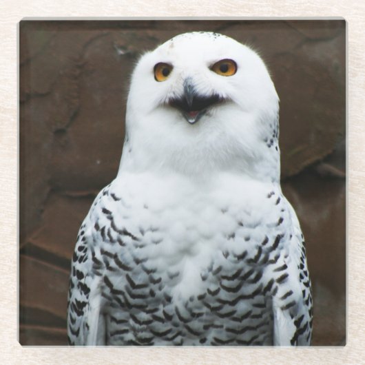 Snowy Owl Küstenercna Glasuntersetzer (Vorderseite)