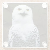 Snowy Owl Küstenercna Glasuntersetzer (Rückseite)